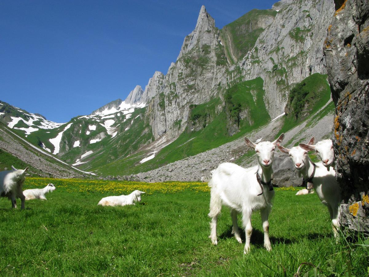 Hotel Landhaus Saentis Herisau Exteriér fotografie